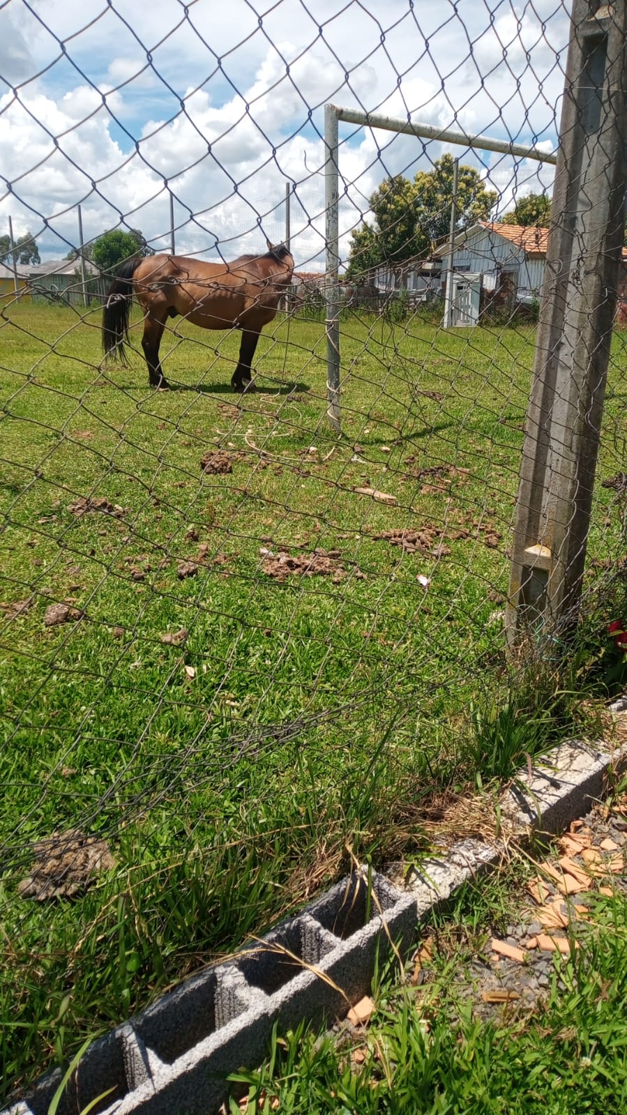 Moradores denunciam cavalo amarrado e abandonado há dias em campo de