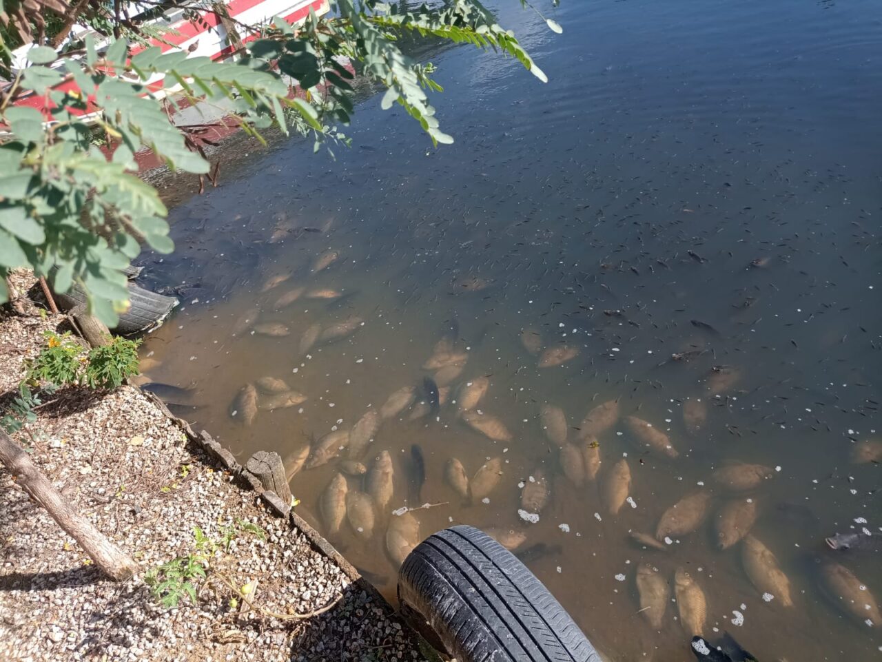 Centenas De Peixes Aparecem Mortos Em Lagoa De Imbituba Veja Imagens