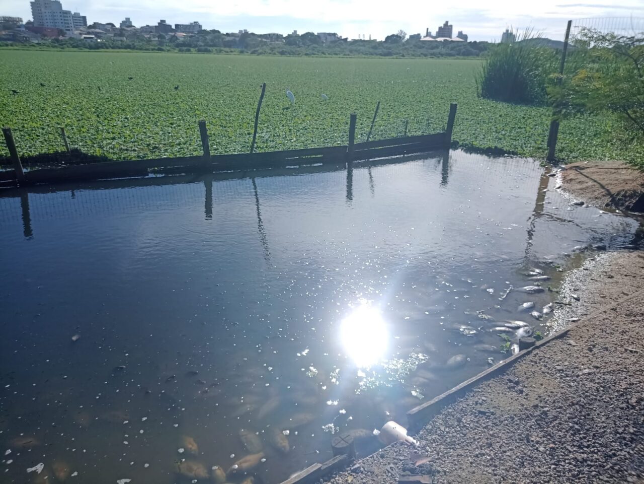 Centenas De Peixes Aparecem Mortos Em Lagoa De Imbituba Veja Imagens