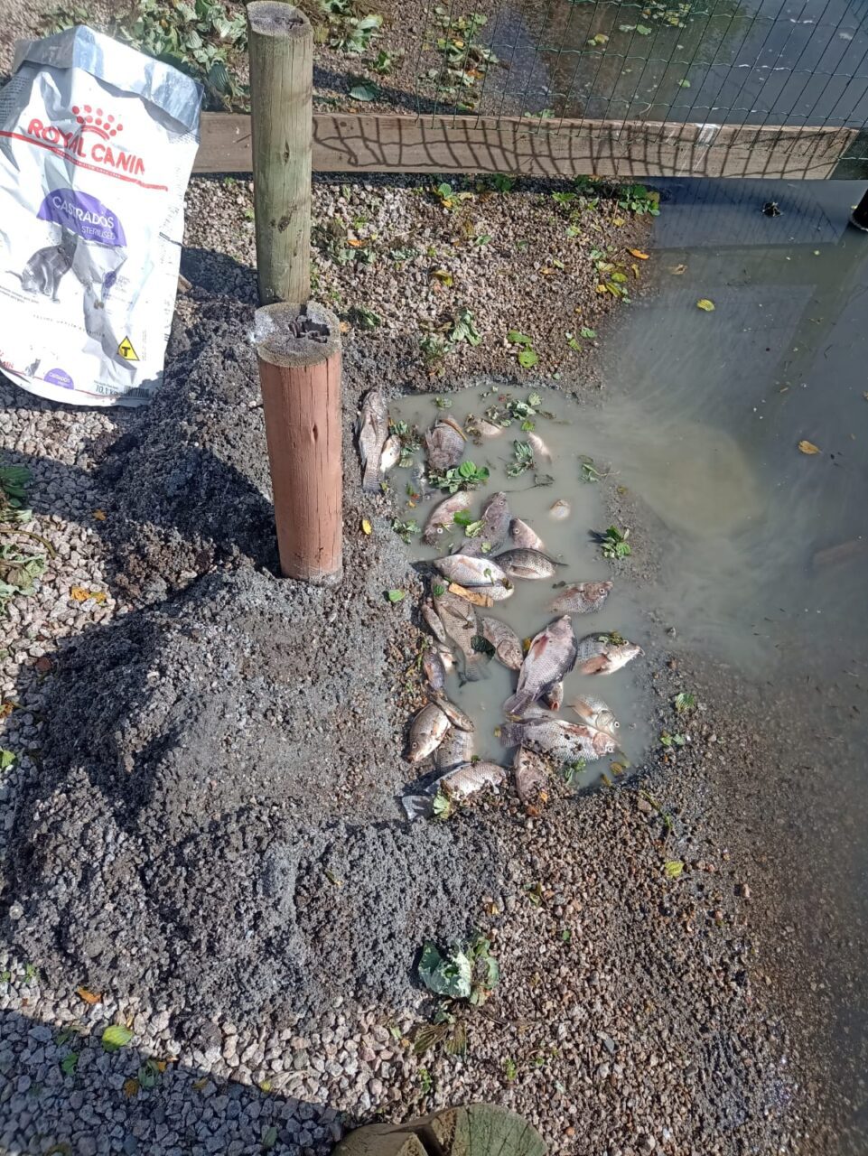 Centenas De Peixes Aparecem Mortos Em Lagoa De Imbituba Veja Imagens