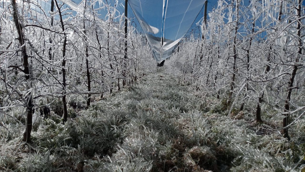 Conheça a técnica de congelar os pomares para proteger os frutos