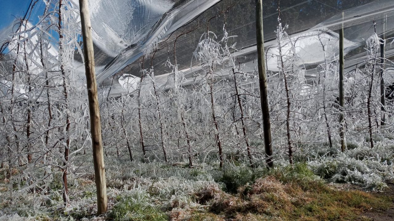 Conheça a técnica de congelar os pomares para proteger os frutos