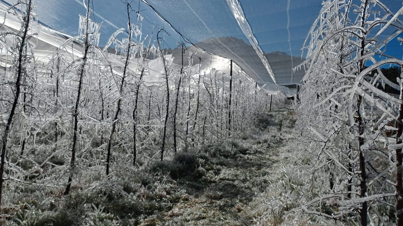 Conheça a técnica de congelar os pomares para proteger os frutos