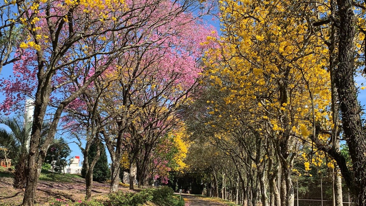 ipes amarelos roxos e rosa ipe