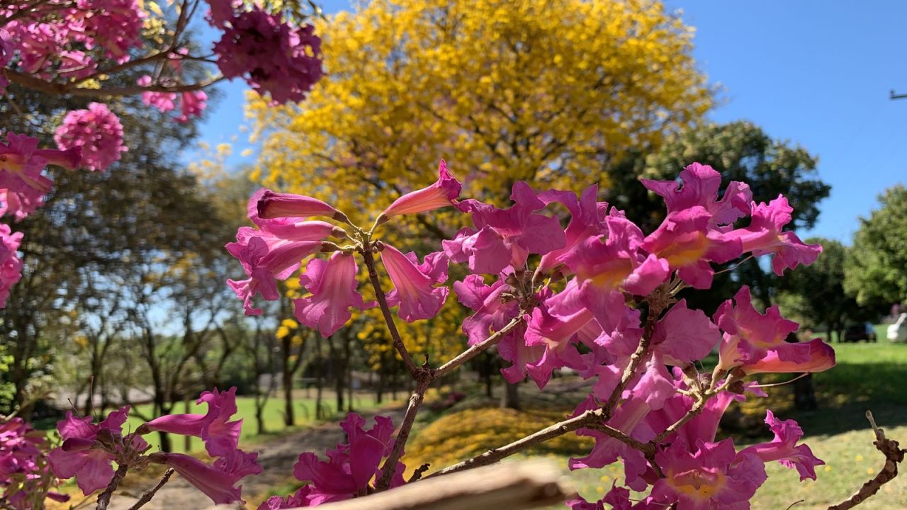 ipes amarelos roxos e rosa ipe