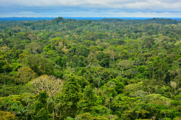 Grandes bancos formam conselho para debater a Amazônia