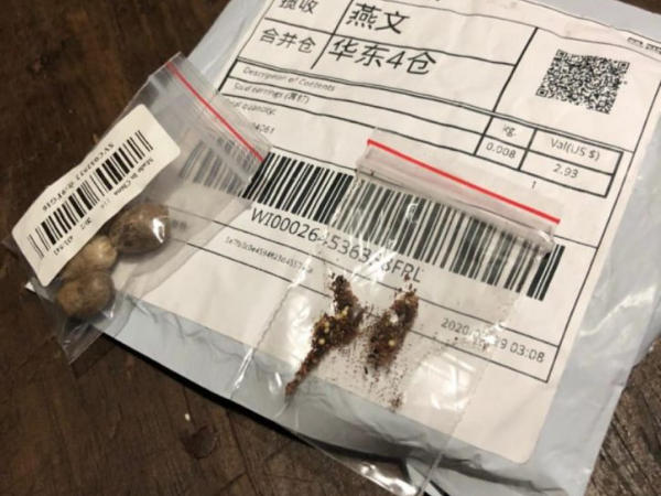 Misteriosos pacotes de sementes da China estão sendo enviados para catarinenses