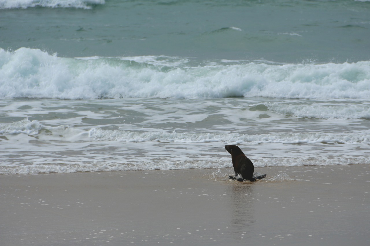 Lobos-marinhos-do-Sul são liberados na praia do Moçambique, em Florianópolis