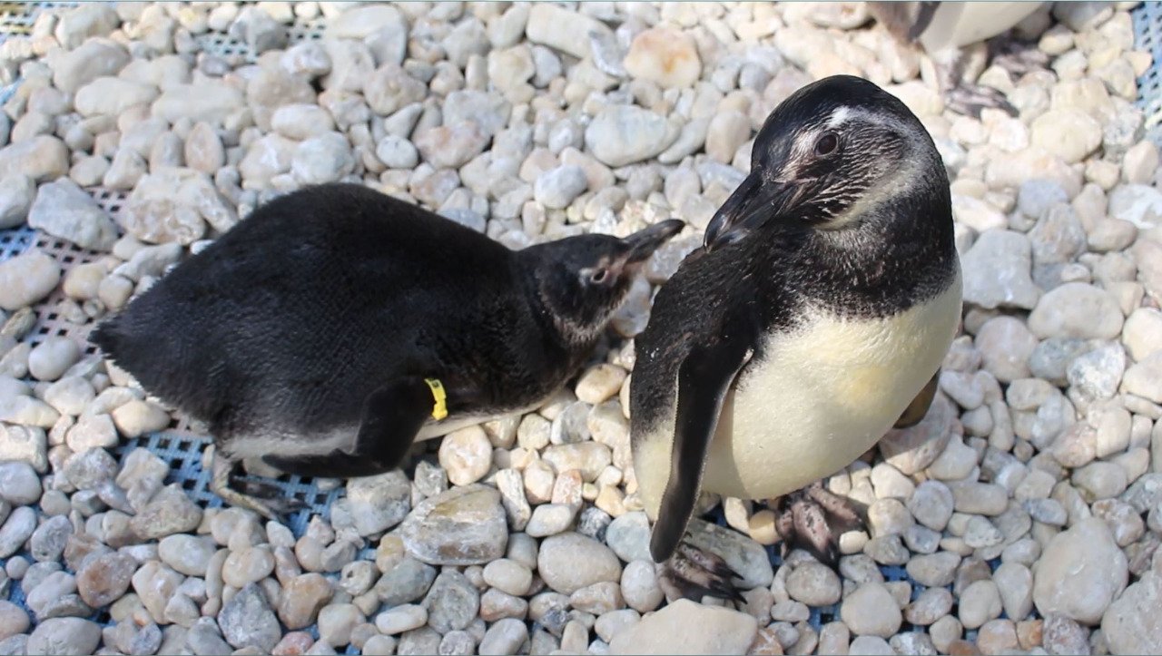 Implantes de ouro que auxiliam na reabilitação são colocados em pinguins