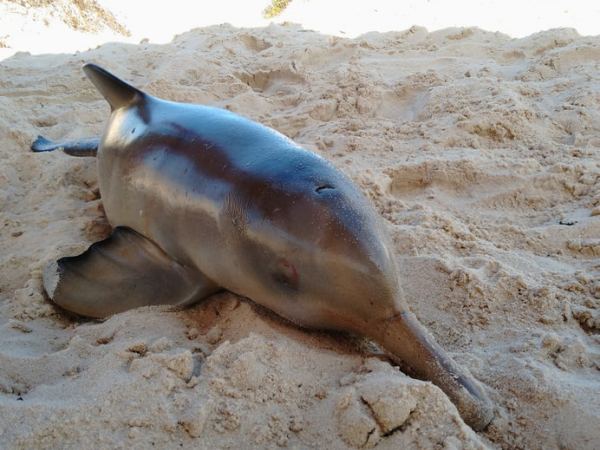 Filhotes de toninha são encontrados mortos na Praia da Joaquina, em Florianópolis