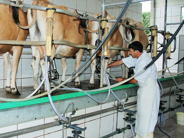 Oferta e demanda provoca alta no preço pago ao produtor de leite em Santa Catarina