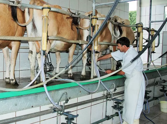 Parte dos produtores de leite em SC receberam mais de R$ 2,00 pelo litro em setembro. Foto: Epagri / Divulgação
