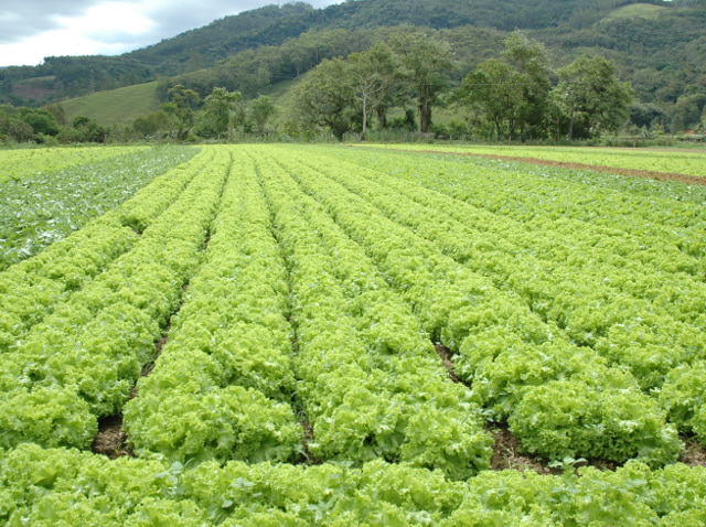 R$ 610 milhões são injetados na produção de legumes e hortaliças na Grande Florianópolis