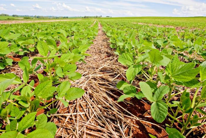 Foto AgroSaber, divulgação