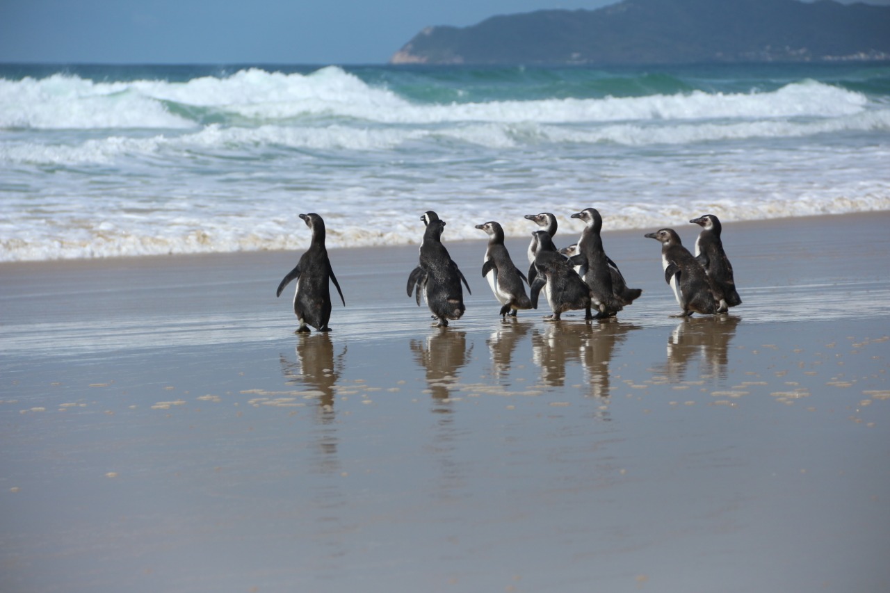 Pinguins são soltos na Praia do Moçambique, em Florianópolis