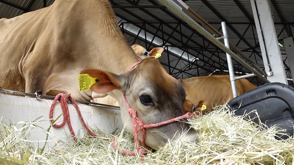 Foto Fecoagro, Divulgação