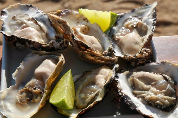 Retirada e comércio de ostras é autorizado pela Secretaria da Agricultura em todo o Estado
