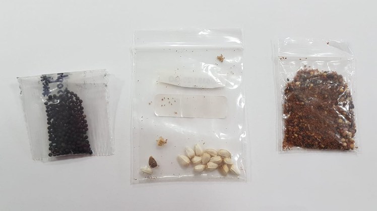 Fungos são identificados em sementes que chegaram sem solicitação