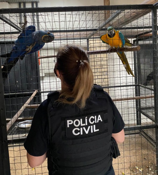 Foto: Polícia Civil