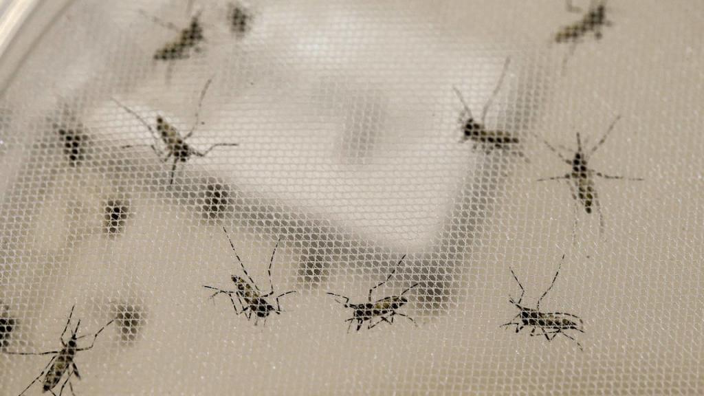 Joinville confirma mais duas mortes por dengue