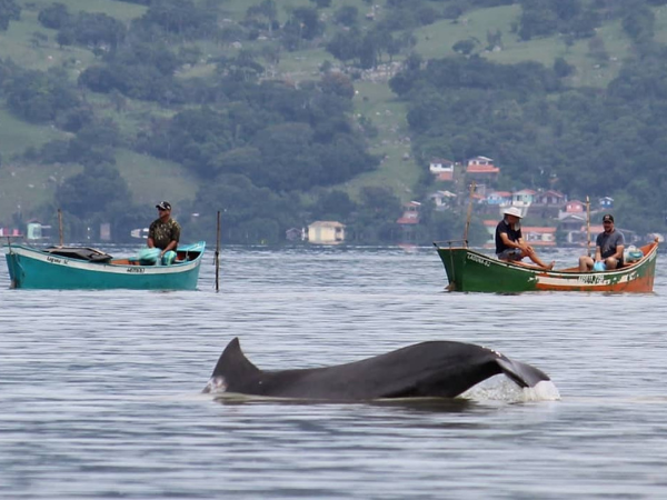 Imagem ilustrativa com Boto Pescador em Santa Catarina | Foto: Lab Zoo 