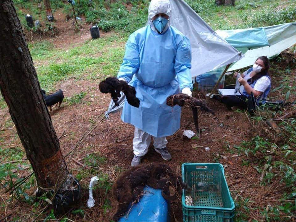 Morte de vinte macacos em Anitápolis causa alerta sobre febre amarela