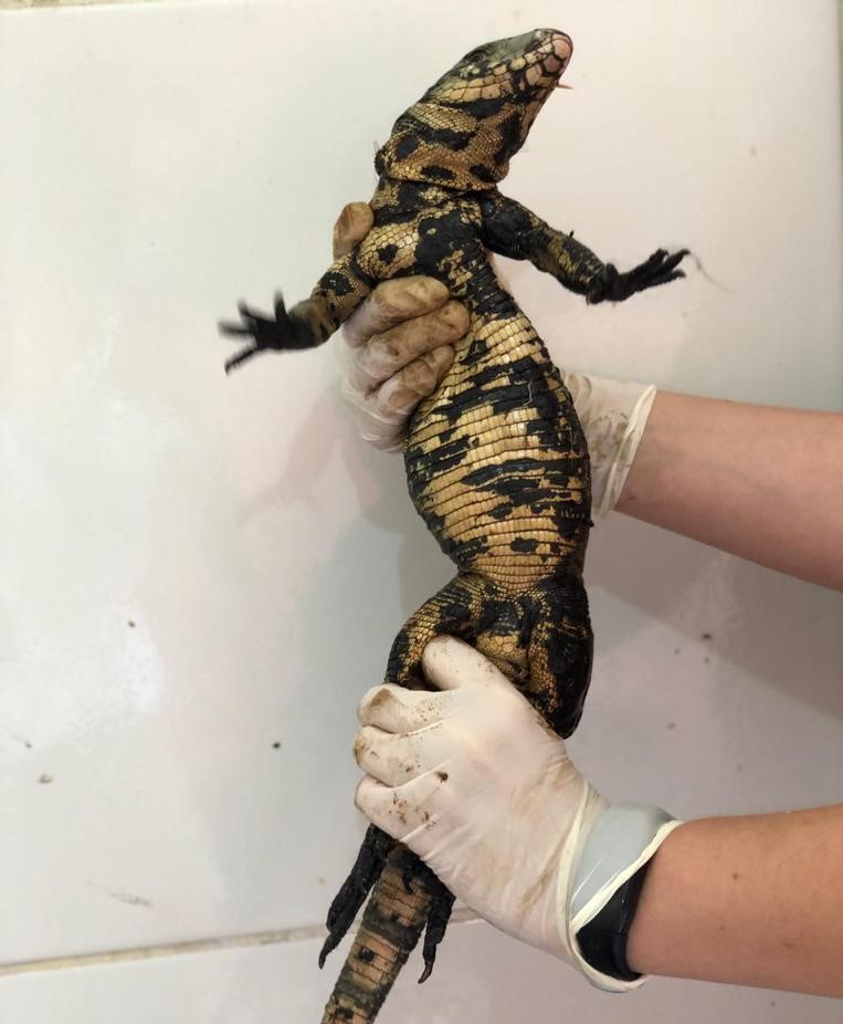 Lagarto é resgatado em lata de piche em Lages