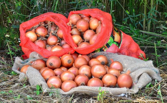 Foto: Divulgação, Epagri