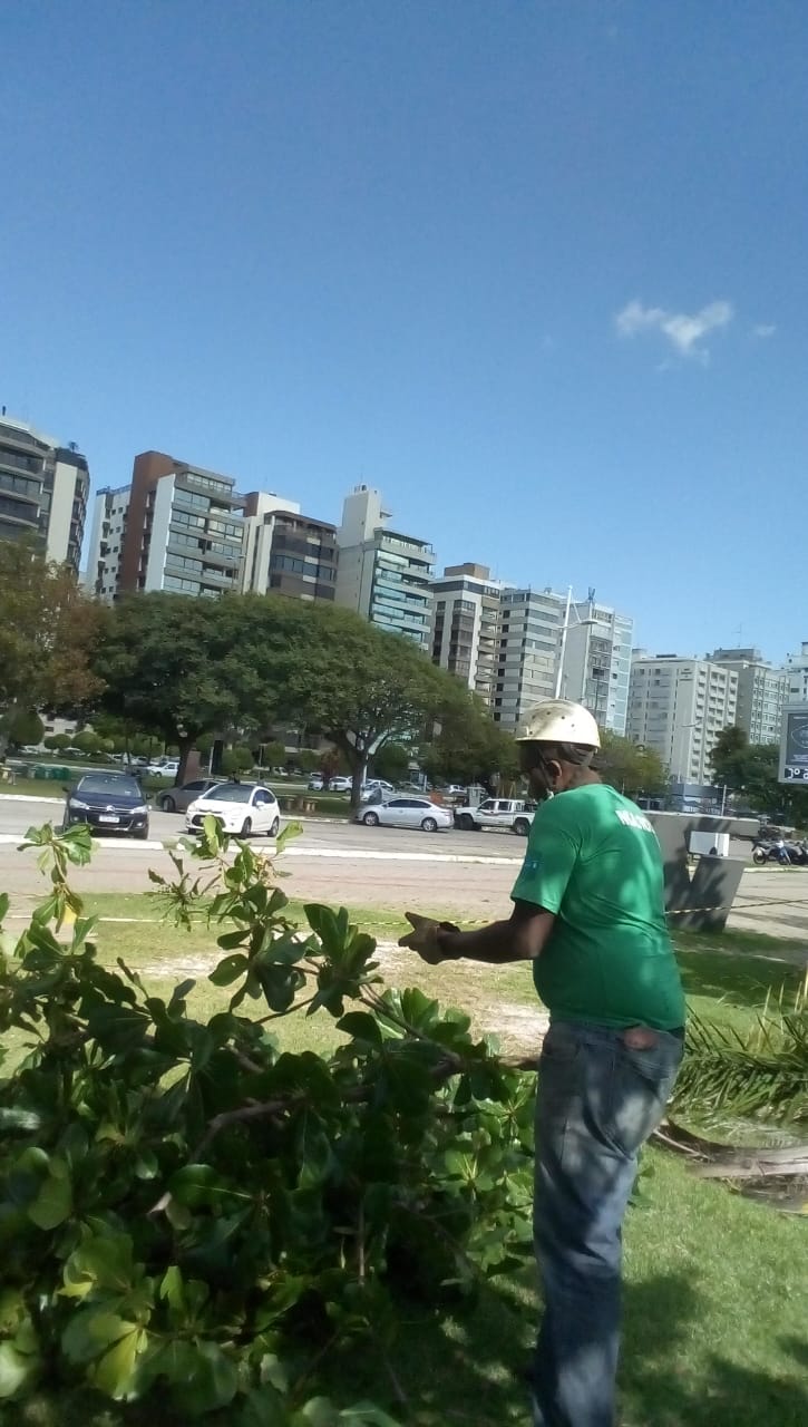 Prefeitura de Florianópolis realiza poda das árvores afetadas por lagartas de fogo