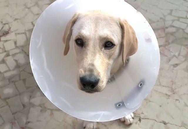 Cachorro foi sedado e mutilado por estudantes de veterinária. Foto: Altair Vieira | SBT Interior