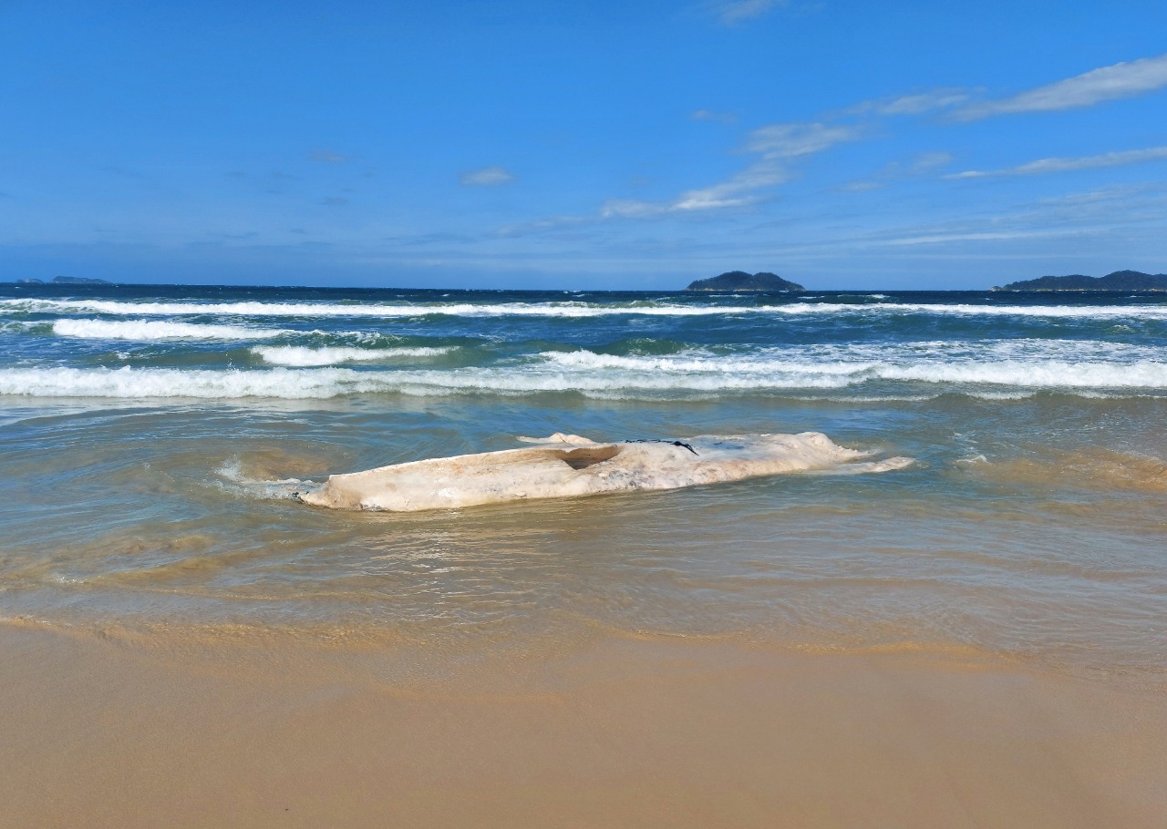 Baleia-jubarte encalha morta em praia de Florianópolis