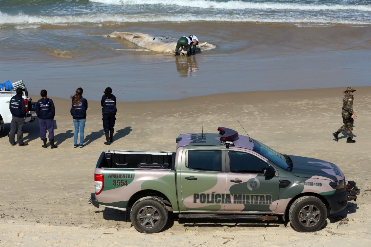 Baleia-jubarte encalha morta em praia de Florianópolis