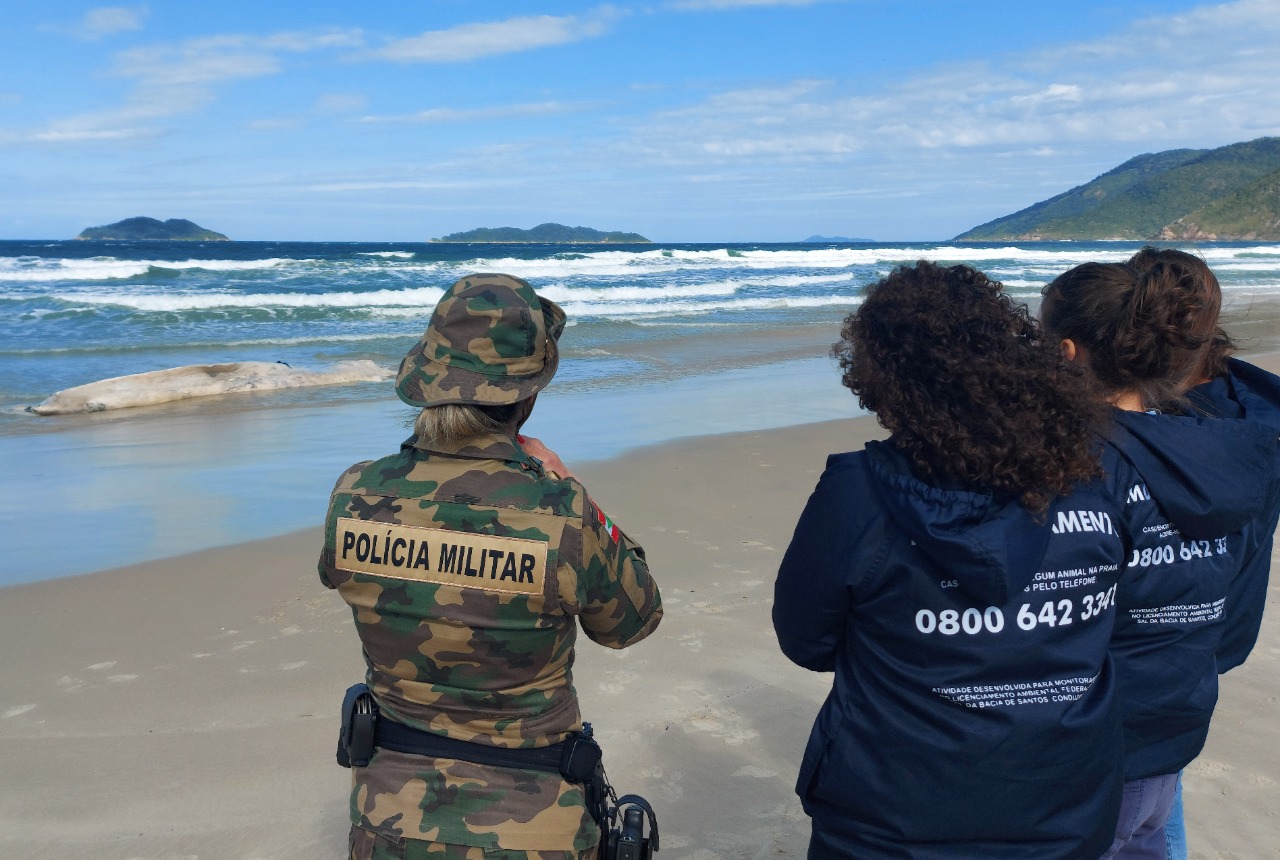 Baleia-jubarte encalha morta em praia de Florianópolis