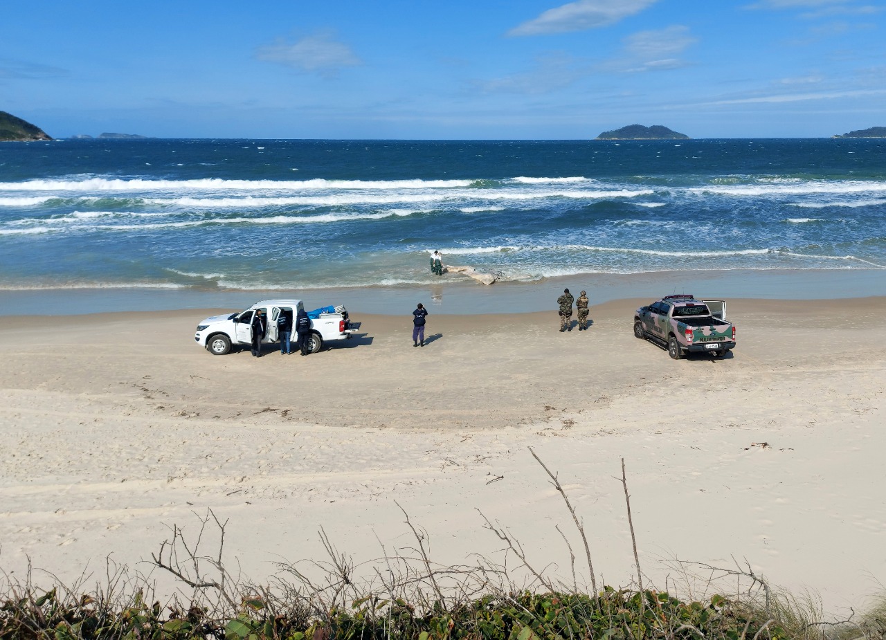 Baleia-jubarte encalha morta em praia de Florianópolis