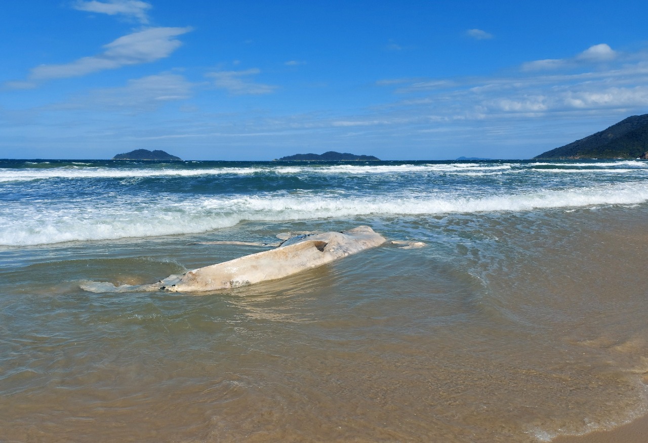 Baleia-jubarte encalha morta em praia de Florianópolis