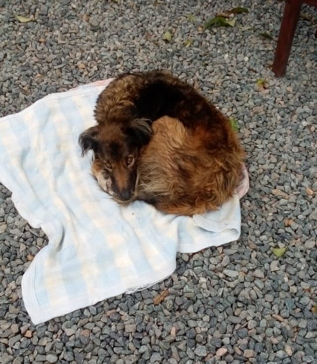 Cachorro resgatado em Balneário Piçarras