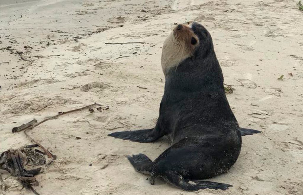 Lobo-marinho é visto descansando em praia de Florianópolis