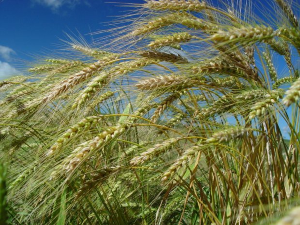 O trigo deve ter um aumento de 55% de produção – Foto: Aires Mariga/Epagri


