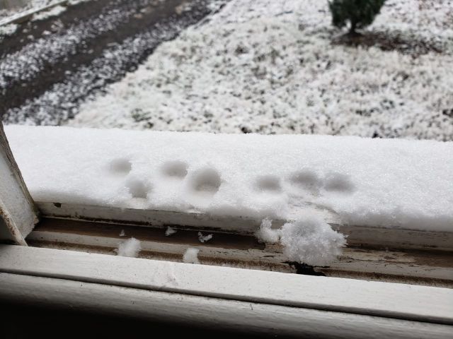 Cristais de neve têm forma bem característica, geralmente hexagonal. Foto Epagri, Divulgação