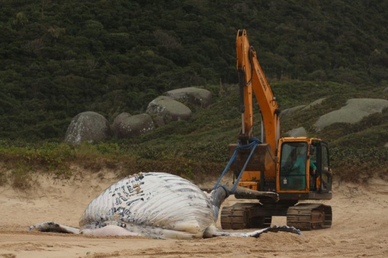 Baleia-jubarte morta encalha em Florianópolis