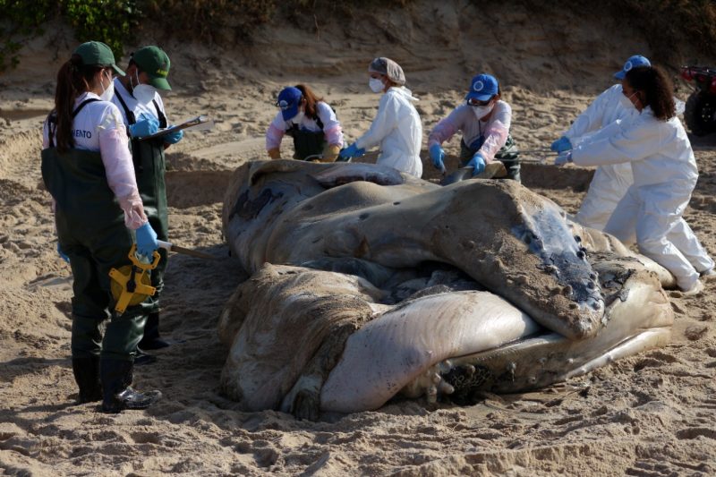 Baleia-jubarte morta encalha em Florianópolis