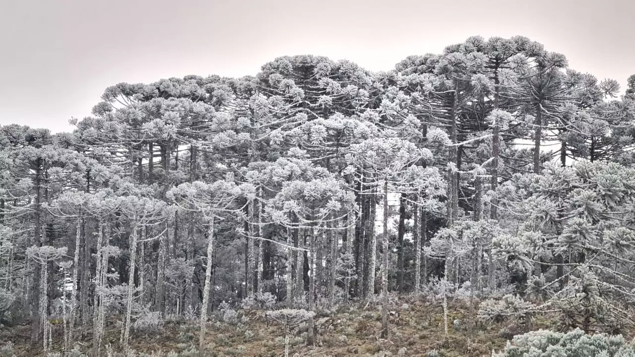 Neve e Sincelo em São Joaquim (localidade de Cruzeiro) em 19 de Julho de 2021 – Foto: Mycchel Legnagh | São Joaquim Online