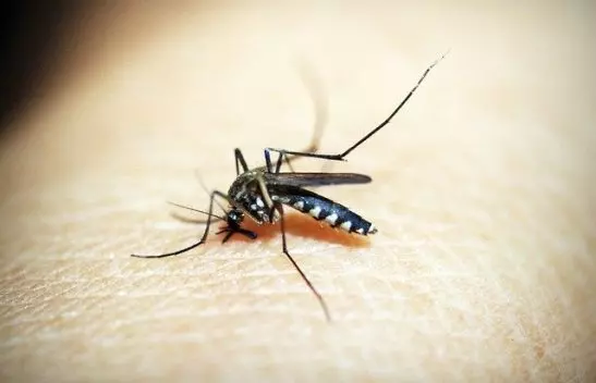 13ª morte por dengue é confirmada em Joinville