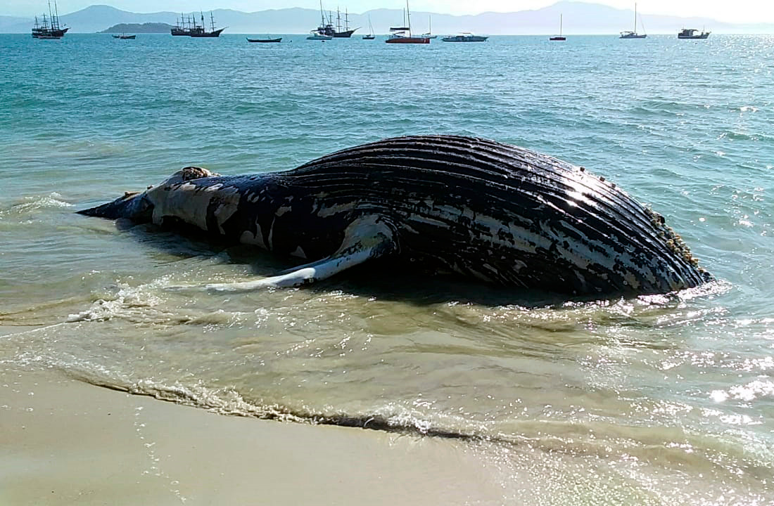 Foto: Divulgação/R3 Animal