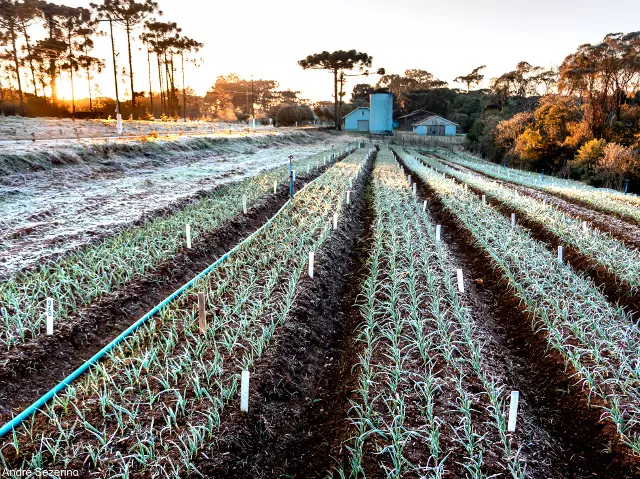 No dia 30 de julho a geada cobriu de branco os cultivos da Estação Experimental da Epagri em Caçador. Foto André Sezerino |  Epagri