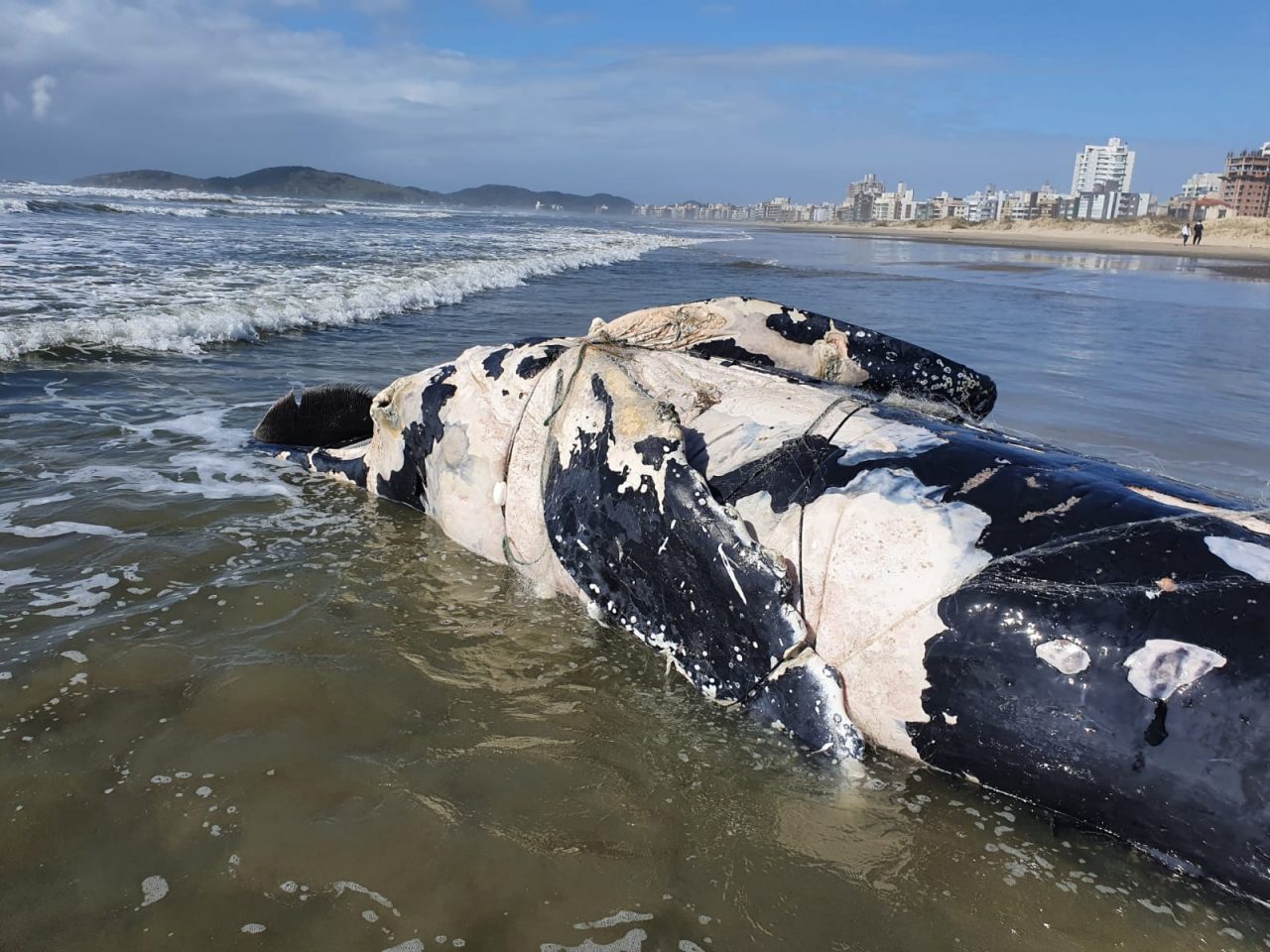 SC acumula maior número de encalhes de baleias jubartes