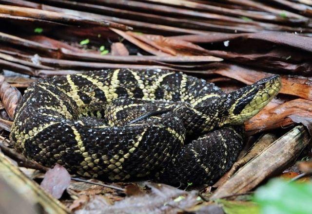 Peptídeo encontrado no veneno da cobra Jararacuçu já foi reproduzido em laboratório | Miguel Nema/Parque Estadual Serra do Mar. Via: SBT News

