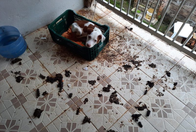 Maus tratos em Blumenau