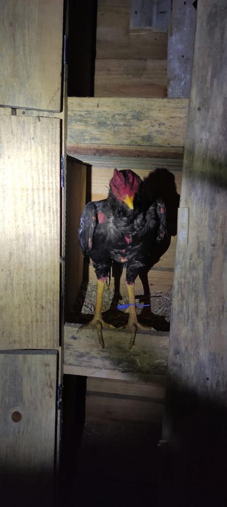 Polícia Militar descobre rinha de galo em bar de Itajaí