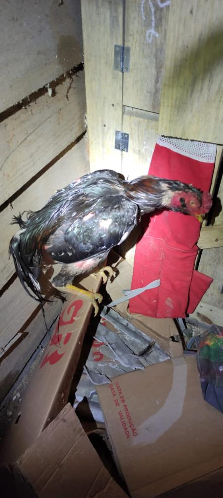 Polícia Militar descobre rinha de galo em bar de Itajaí